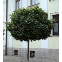 Клён остролистный Глобозум(Acer platanoides Globosum) Штамб